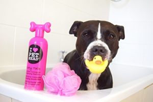 hunde waschen mit Hundeshampoo